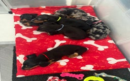Miniature Dachshund dogs for sale: Miniature Dachshunds  - Image 4