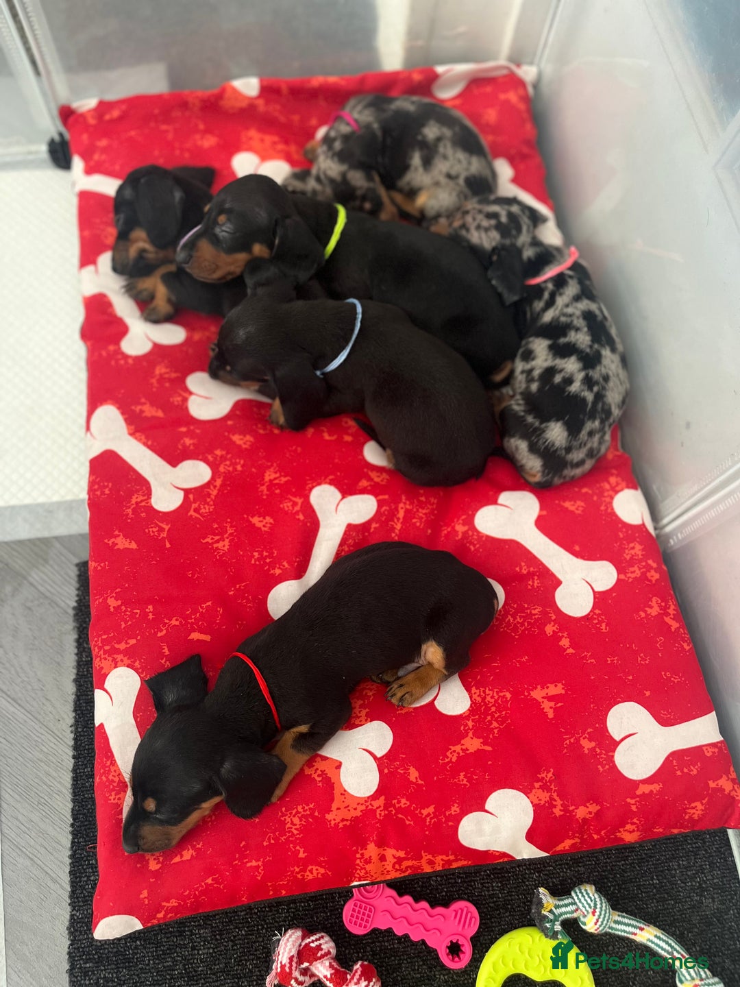 Miniature Dachshund dogs for sale: Miniature Dachshunds  - Image 4