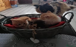 Persian cats for sale: Persian Kittens - Image 3