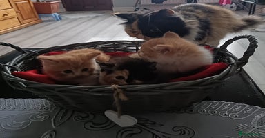 Persian cats - Advert 6