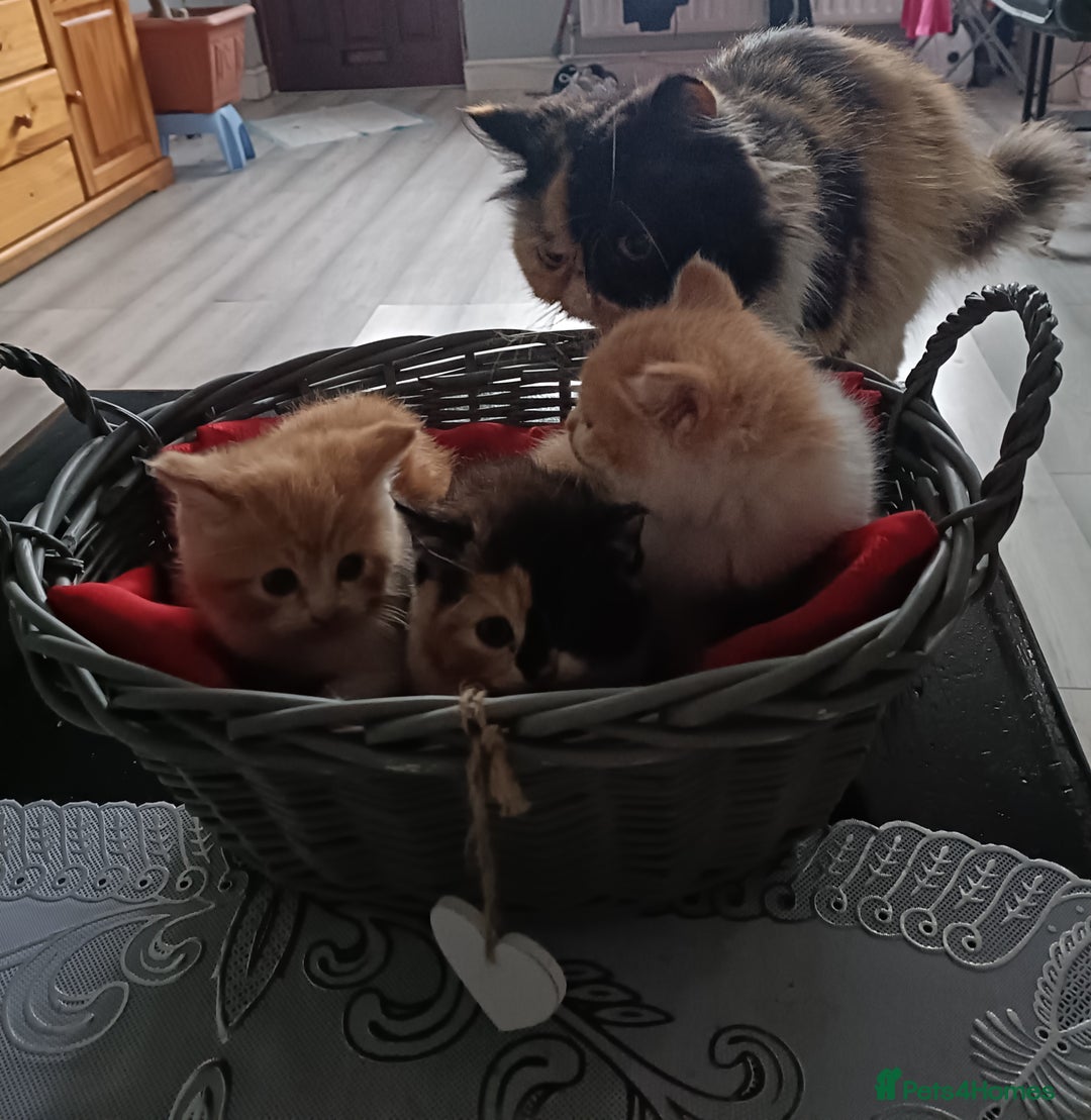 Persian cats for sale: Persian Kittens - Image 3