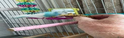 Budgerigars birds for sale: Beautiful Leo - Advert 1