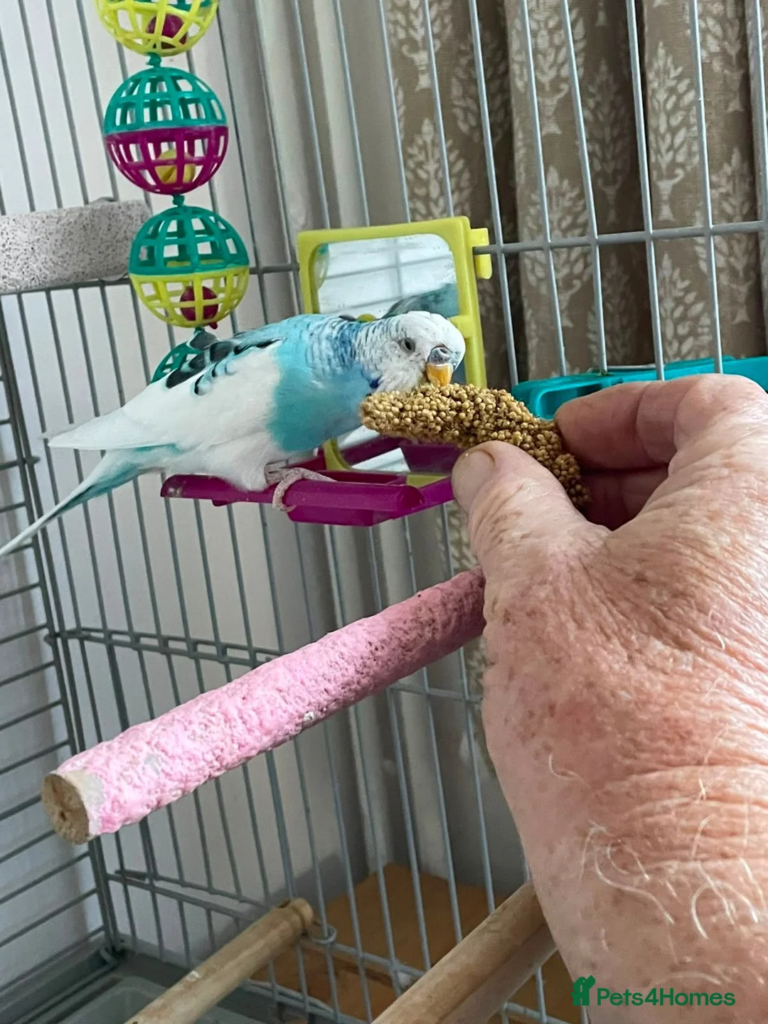 Budgerigars birds for sale: Beautiful Leo - Advert 1