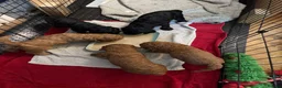 Cockapoo dogs for sale: 5 beautiful cockapoos puppies  - Advert 21