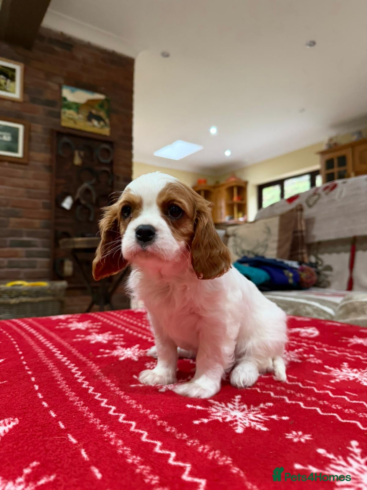 Cavalier King Charles Spaniel dogs Cavalier King Charles Spaniel  - Advert 9