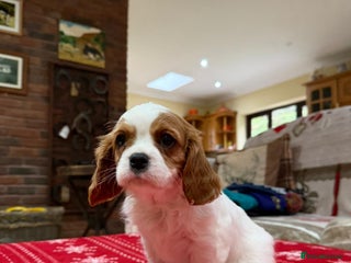 Cavalier King Charles Spaniel dogs Cavalier King Charles Spaniel - Advert 14
