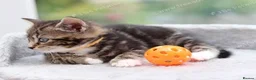Mixed Breed cats for sale: Tabby Kittens Ready for Collection  - Advert 11