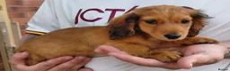 Miniature Dachshund dogs for sale: ✨️Available & Ready✨️3 Left✨️Longhaired Mini's✨️ - Advert 16