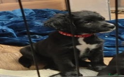 Mixed Breed dogs for sale: READY!! Sprocker jack pups + free bag in Hereford - Image 34