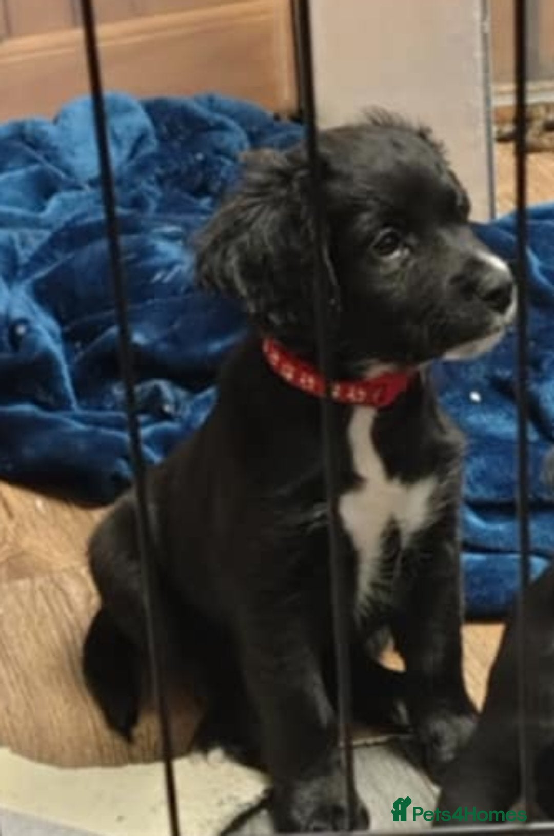 Mixed Breed dogs for sale: READY!! Sprocker jack pups + free bag in Hereford - Image 34