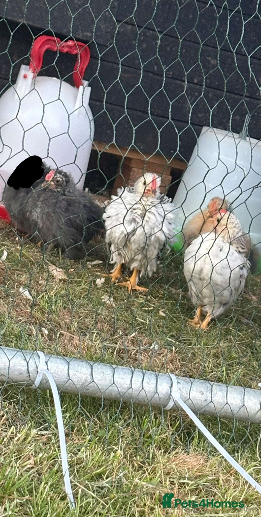 Chickens poultry 8-week-old cockerals  - Advert 1
