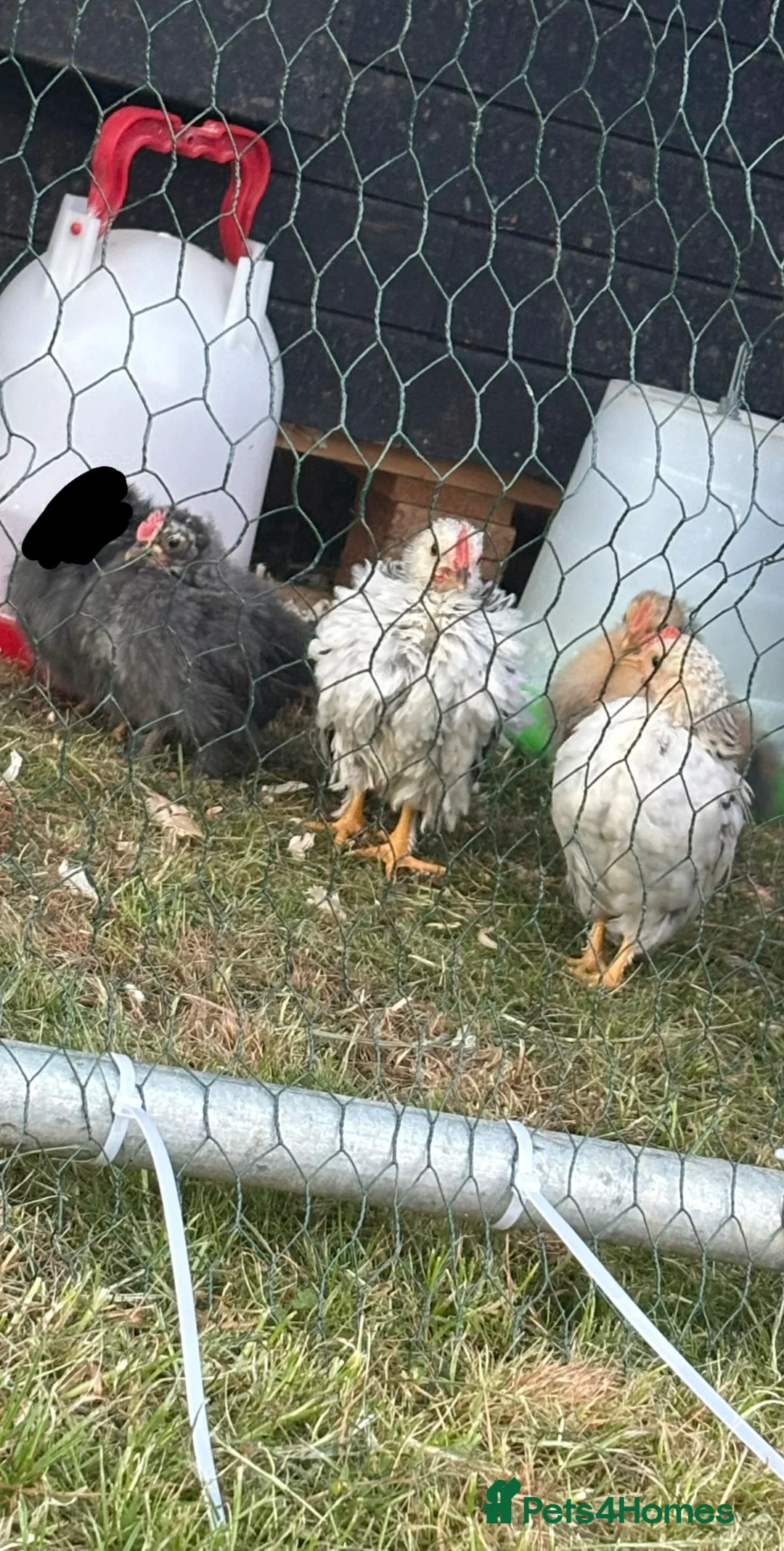 Chickens poultry for sale: 8-week-old cockerals  in Southam - Advert 1