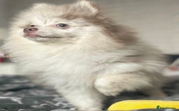 Pomeranian dogs for sale: Lilac Merle Female Pomeranian Puppy For Sale  - Image 2