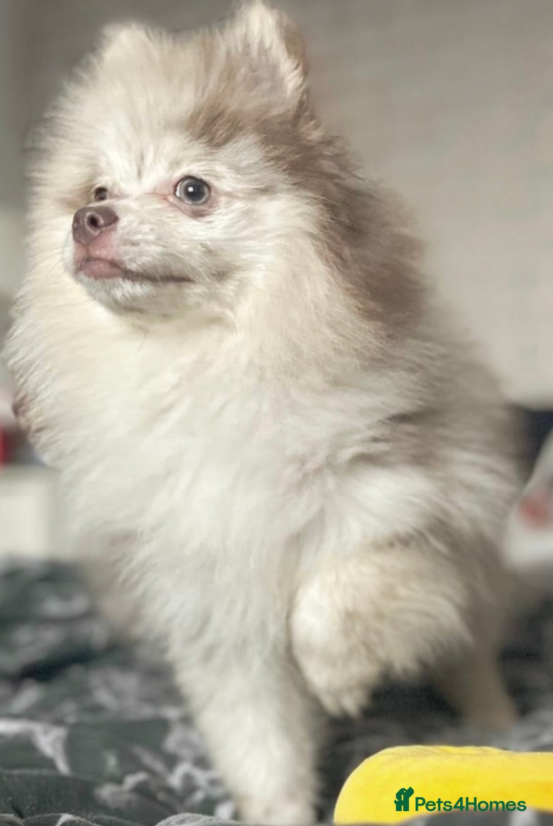 Pomeranian dogs for sale: Lilac Merle Female Pomeranian Puppy For Sale  - Image 2