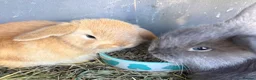 Mini Lop rabbits for sale: Mini Lop Babies - pure bred  - Advert 9
