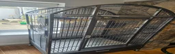 Parrots birds for sale: Female African Grey in Pwllheli - Advert 3
