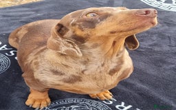 Dachshund dogs for sale: Beautiful Adult Feamel  - Image 8
