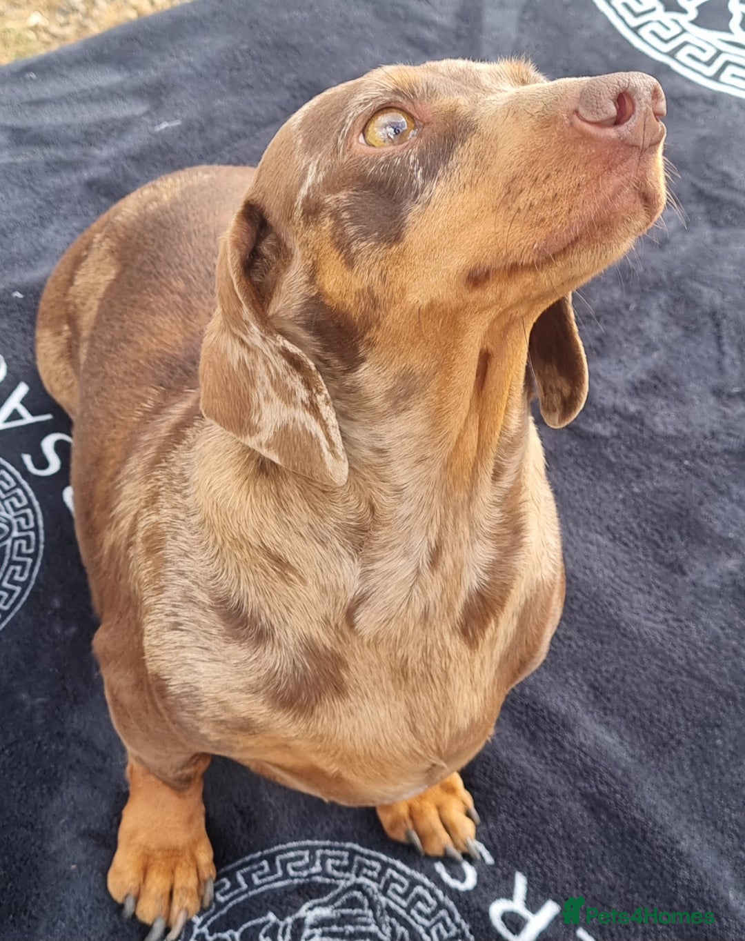 Dachshund dogs for sale: Beautiful Adult Feamel  - Image 8