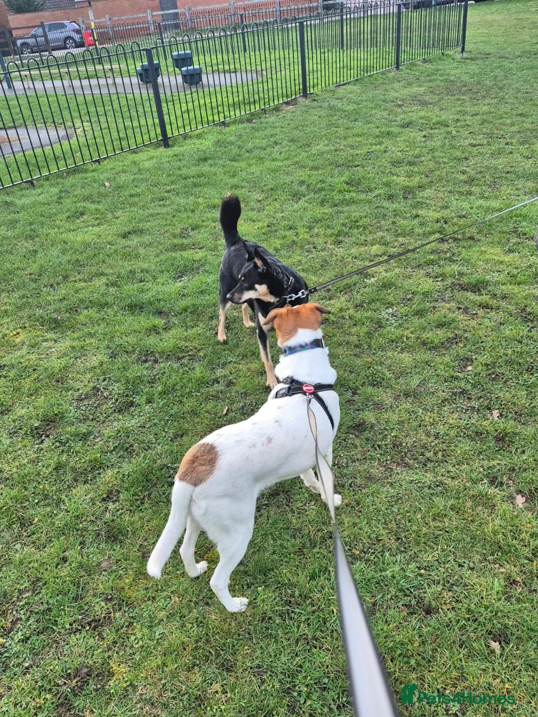 Mixed Breed dogs for adoption: ❤️ZAYKA❤️ 11 months, Playful Spirit, Loving Heart - Advert 20