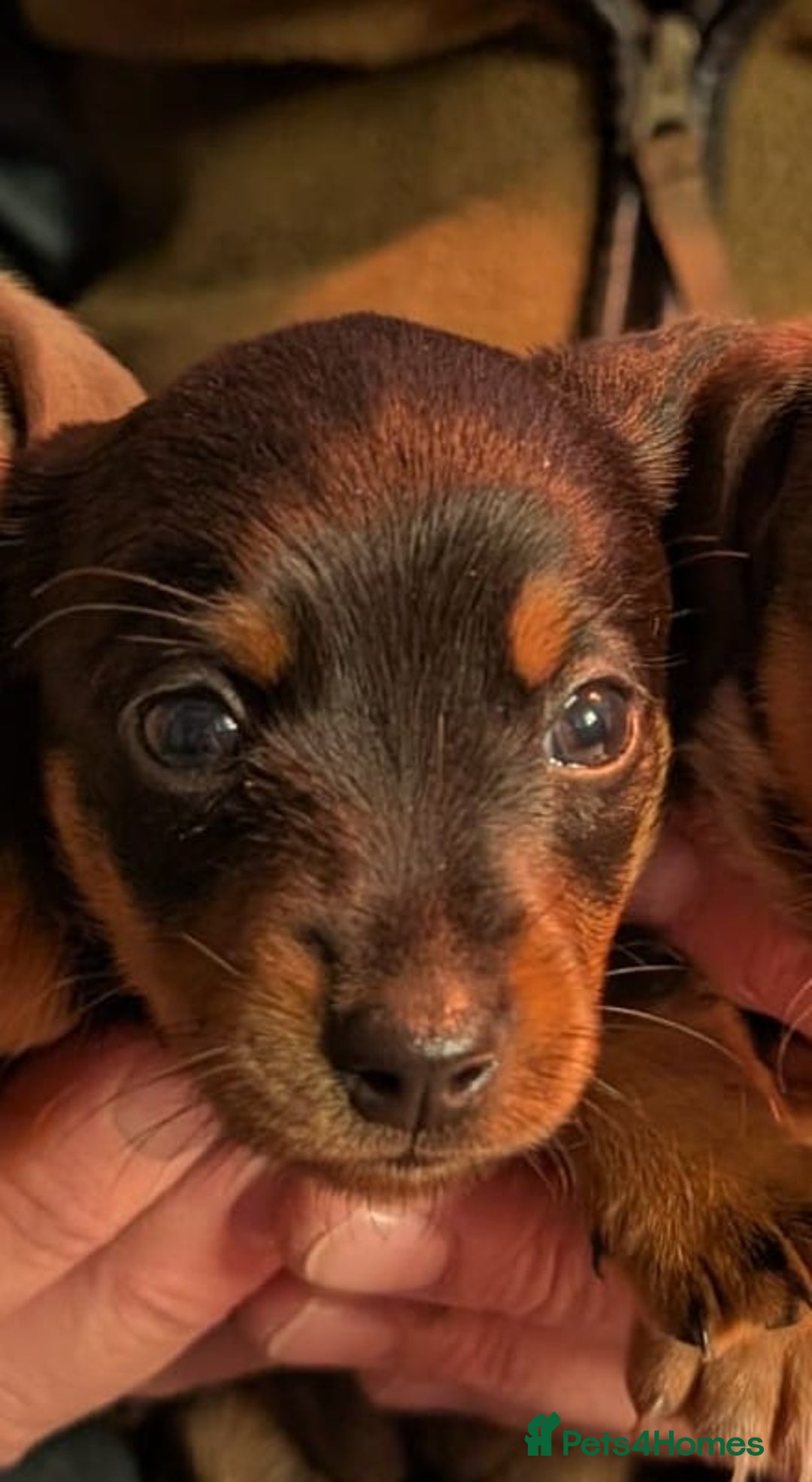 Mixed Breed dogs for sale: 3/4 Mini Dachshund 1/4 Jack Russell - Advert 10