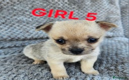 Pomchi dogs for sale: Beautiful merle pomchi puppies  - Image 20