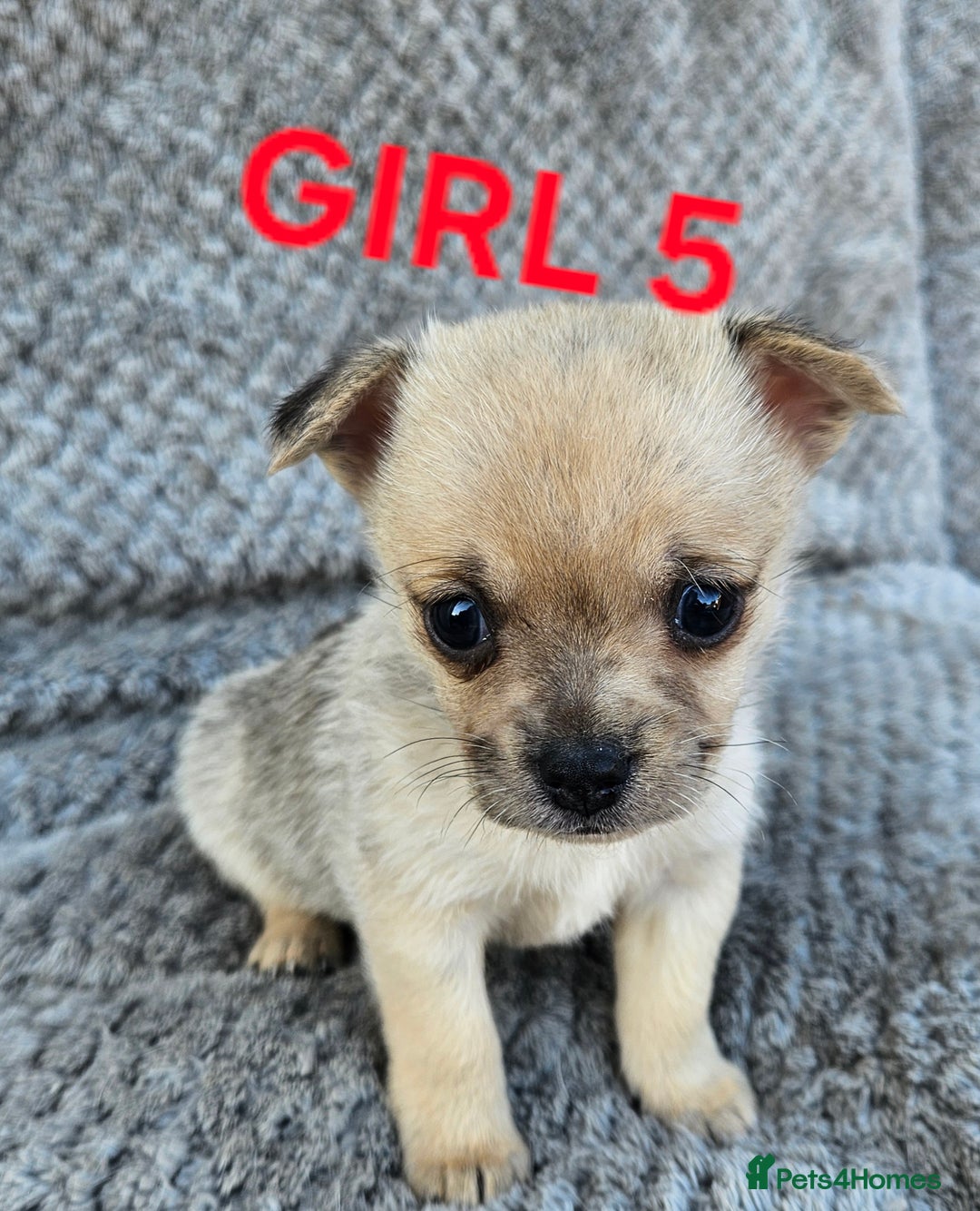 Pomchi dogs for sale: Beautiful merle pomchi puppies  - Image 20