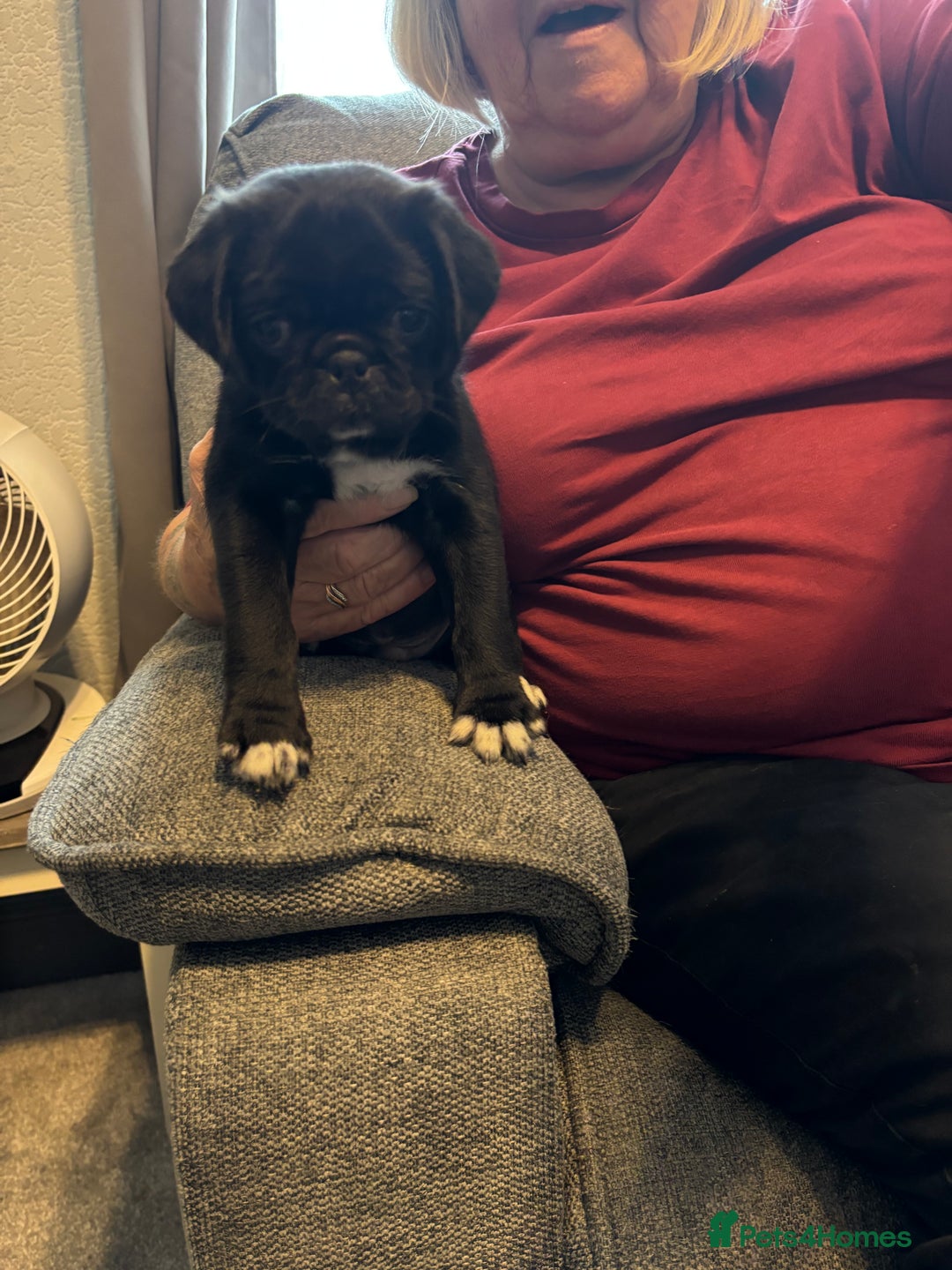 Pug dogs for sale: Pugs for sale - Image 4