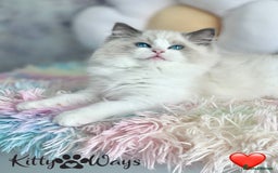Ragdoll cats for sale: 🐾🩷*TICA REG* LYNX TABBY EU RAGDOLL KITTENS🩵🐾 - Image 11