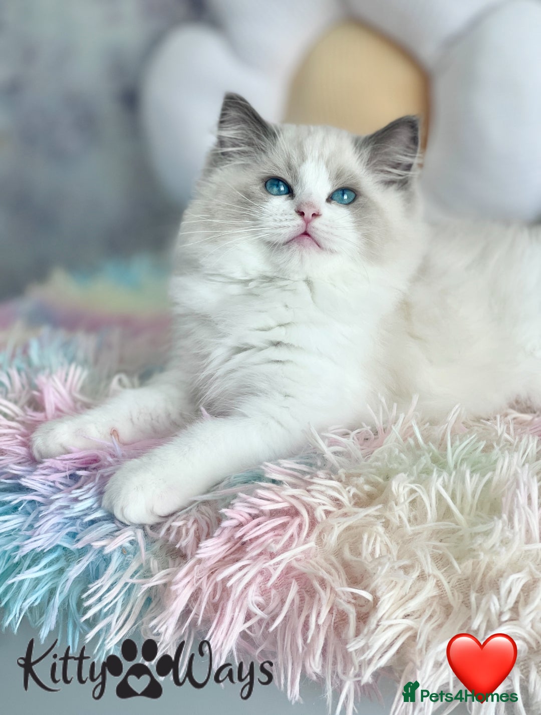 Ragdoll cats for sale: 🐾🩷*TICA REG* LYNX TABBY EU RAGDOLL KITTENS🩵🐾 - Image 11