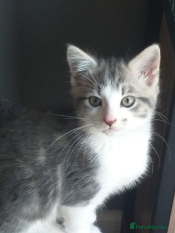 Maine Coon cats - Advert 13