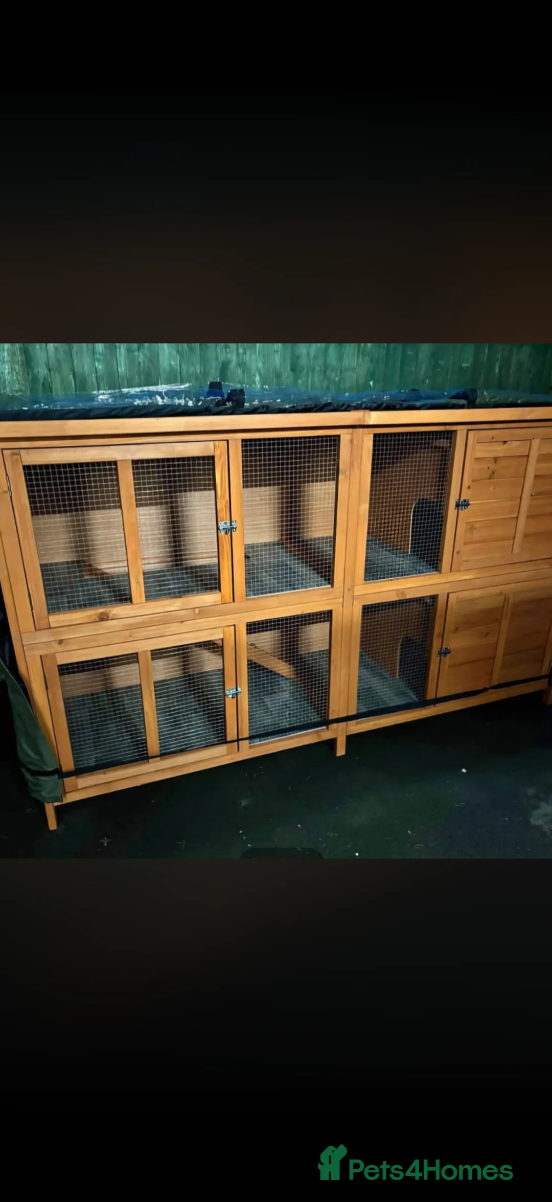 Mini Lop rabbits for sale: Mini lop rabbits  in Southampton - Advert 4