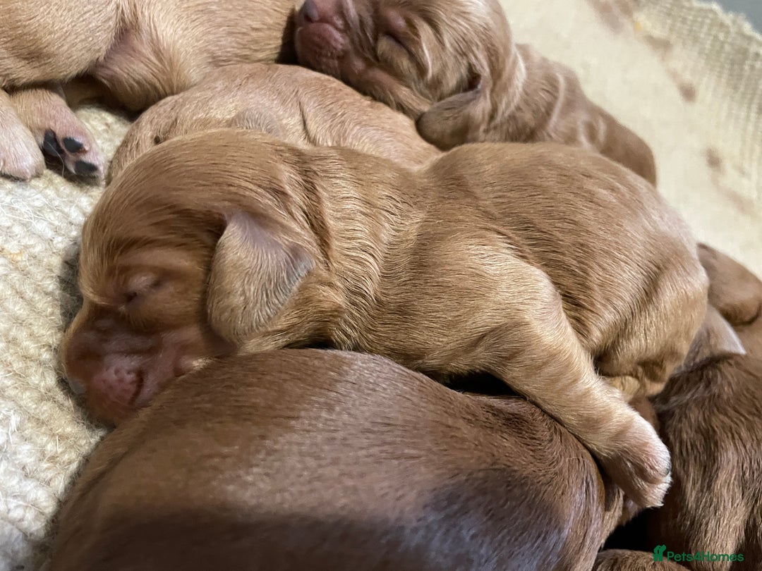 Cockapoo dogs for sale: F1 Purebed Red cockapoo 5 ⭐️ genetics & health - Image 10