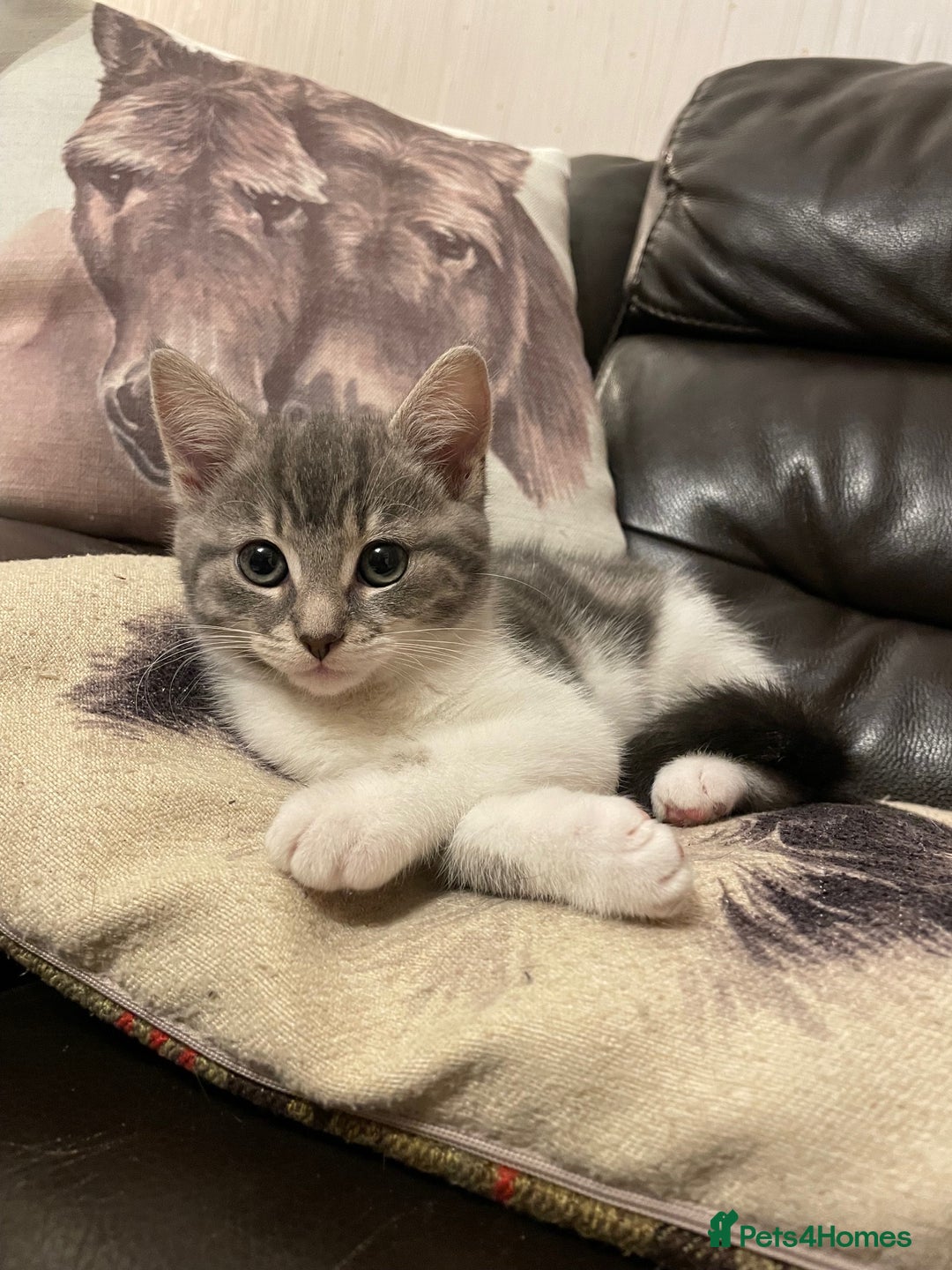 Mixed Breed cats for sale: Beautiful female grey tabby kittens - Advert 3