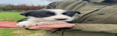 Border Collie Puppy 5