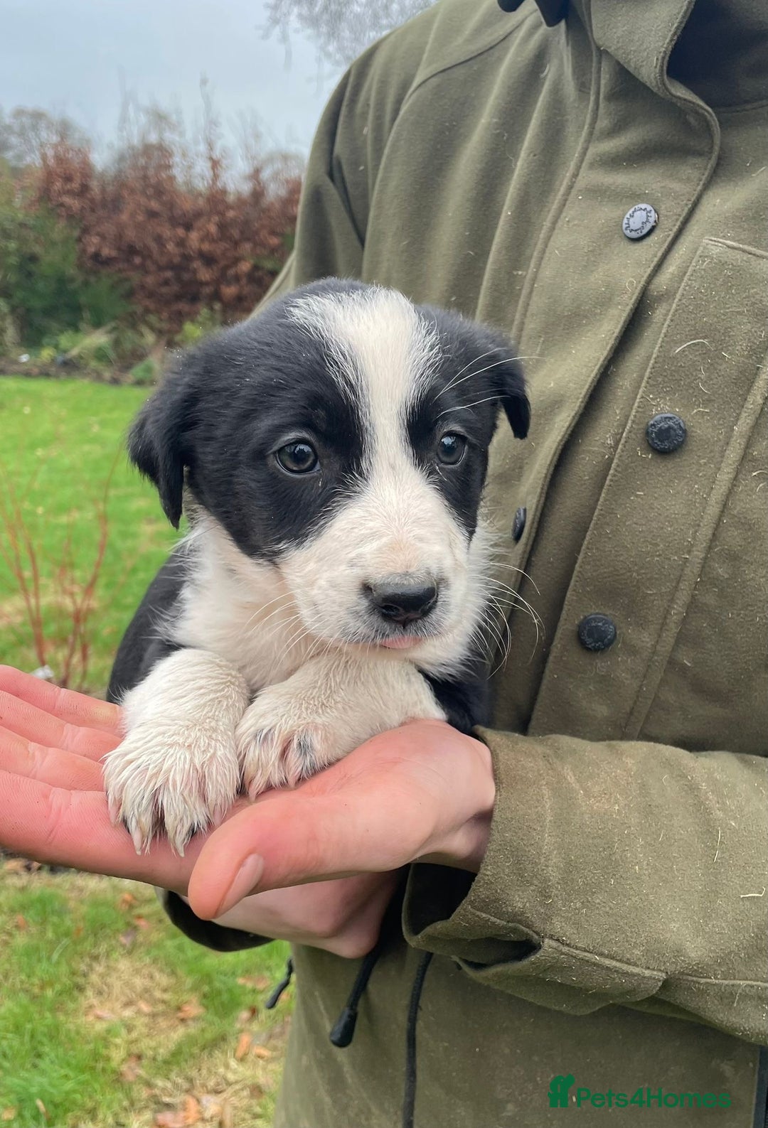 Border Collie dogs for sale: 8 Border Collie Puppies - Advert 6