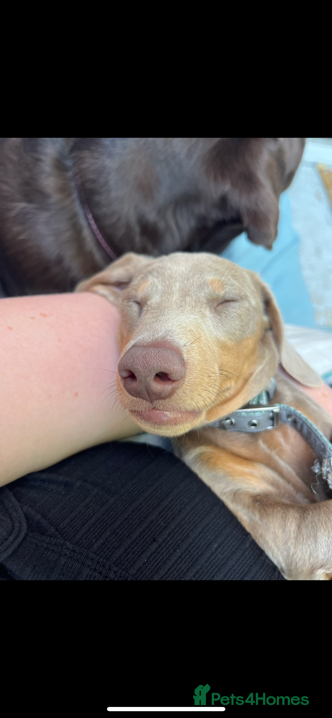 Dachshund dogs for sale: Sausage dog - Image 3