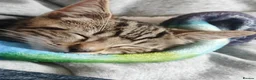 Mixed Breed cats for sale: Beautiful  boy ,mixed breed- Bengal father  - Advert 1