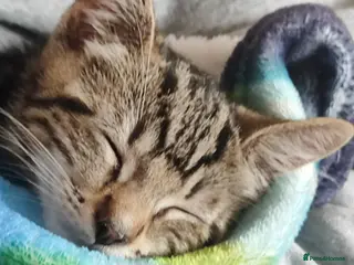 Mixed Breed cats Beautiful boy ,mixed breed- Bengal father - Advert 5