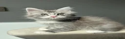 Maine Coon cats for sale: STUNNING HIGH SILVER BOY last remaining ✨ - Advert 5