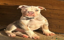 Olde English Bulldogge dogs for sale: Leavitt Olde English Bulldog in Newark - Image 1