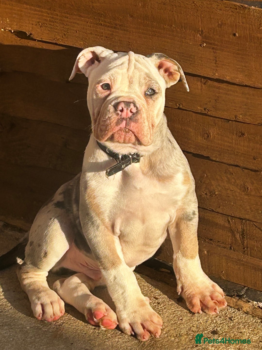 Olde English Bulldogge dogs for sale: Leavitt Olde English Bulldog in Newark - Image 1