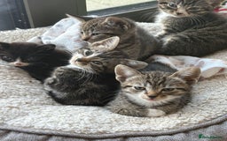 Mixed Breed cats for sale: 3 kittens for sale - Image 5