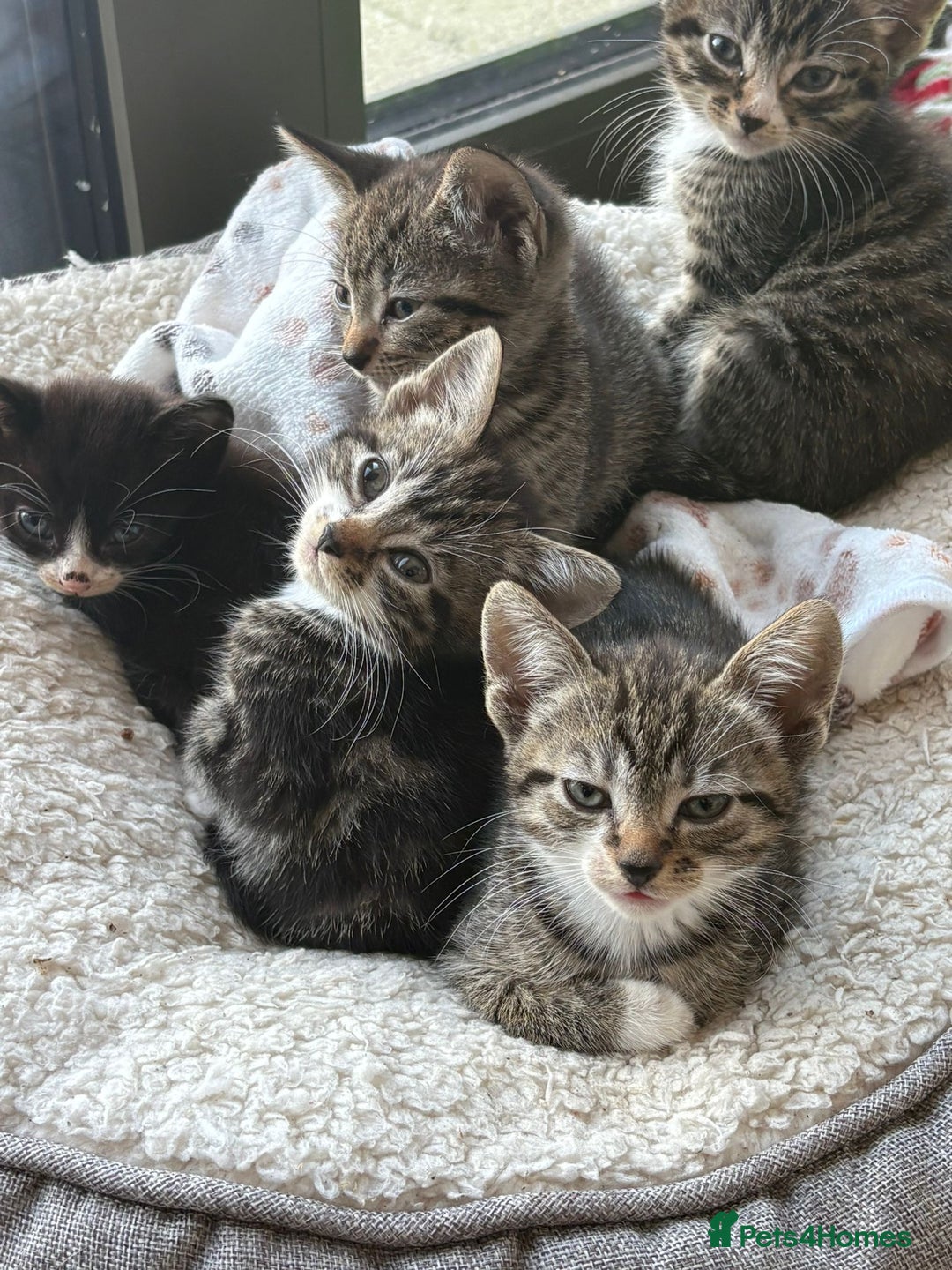 Mixed Breed cats for sale: 3 kittens for sale - Image 5