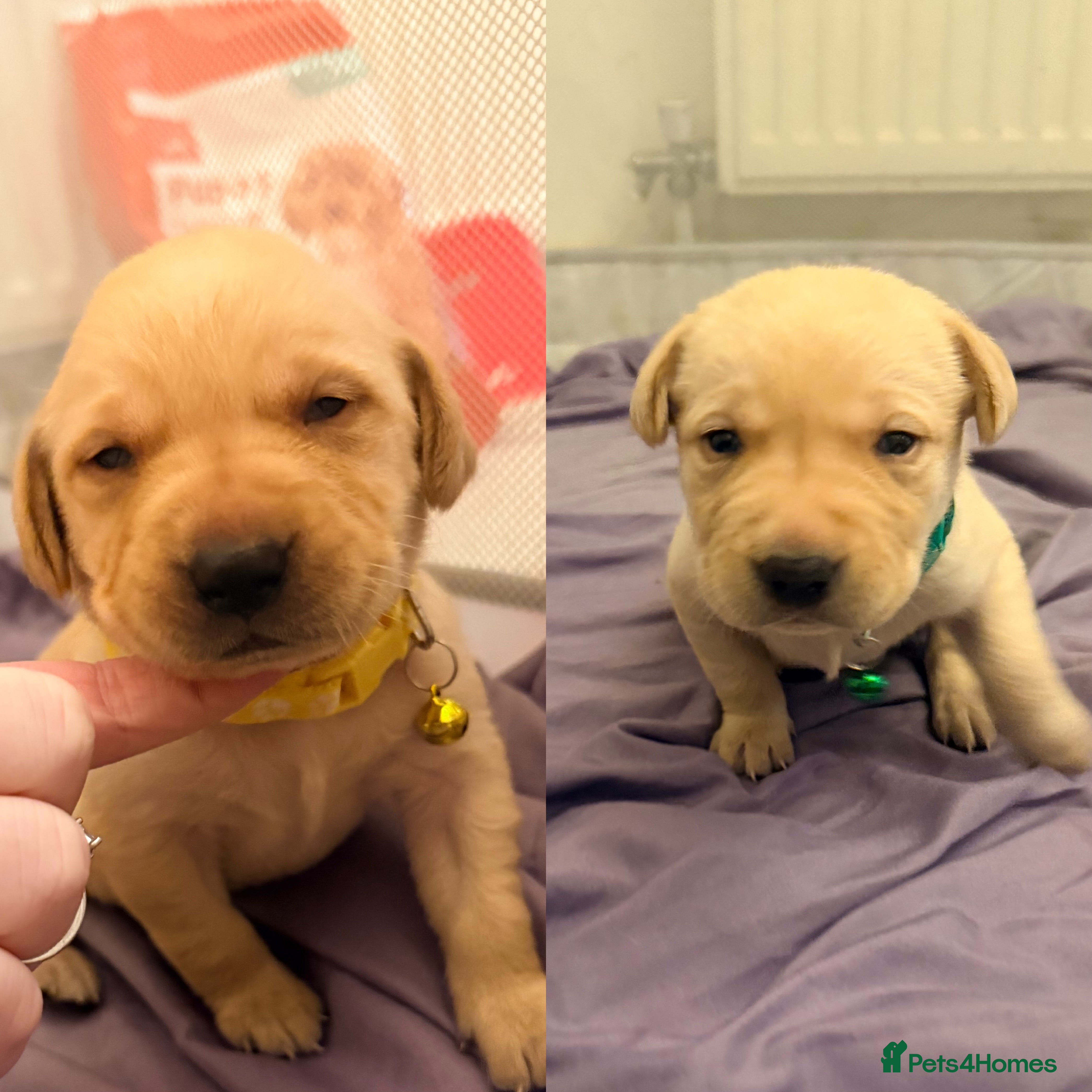 Labrador Retriever dogs 2 Handsome Labrador Boys  - Advert 6