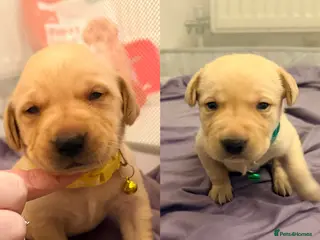 Labrador Retriever dogs 2 Handsome Labrador Boys - Advert 6