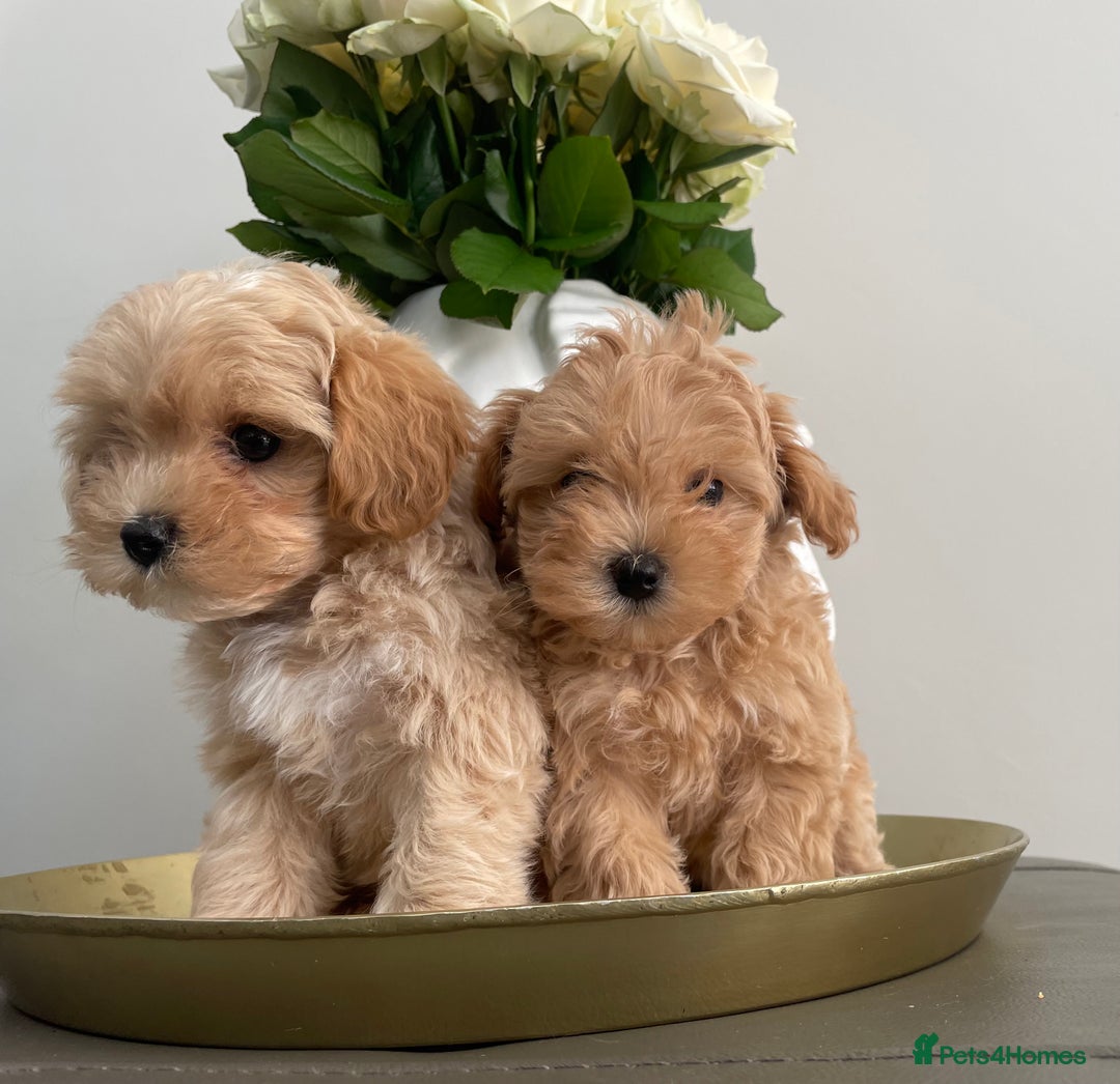 Maltipoo dogs for sale: 🌟Only One Girl Available 🐶 - Image 10