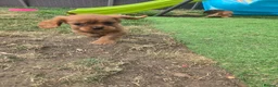 Cavalier King Charles Spaniel dogs for sale: Beautiful pups - Advert 9