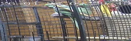 Parakeets birds for sale: large genuine proven pair Alexanderine  in Bradford - Advert 4