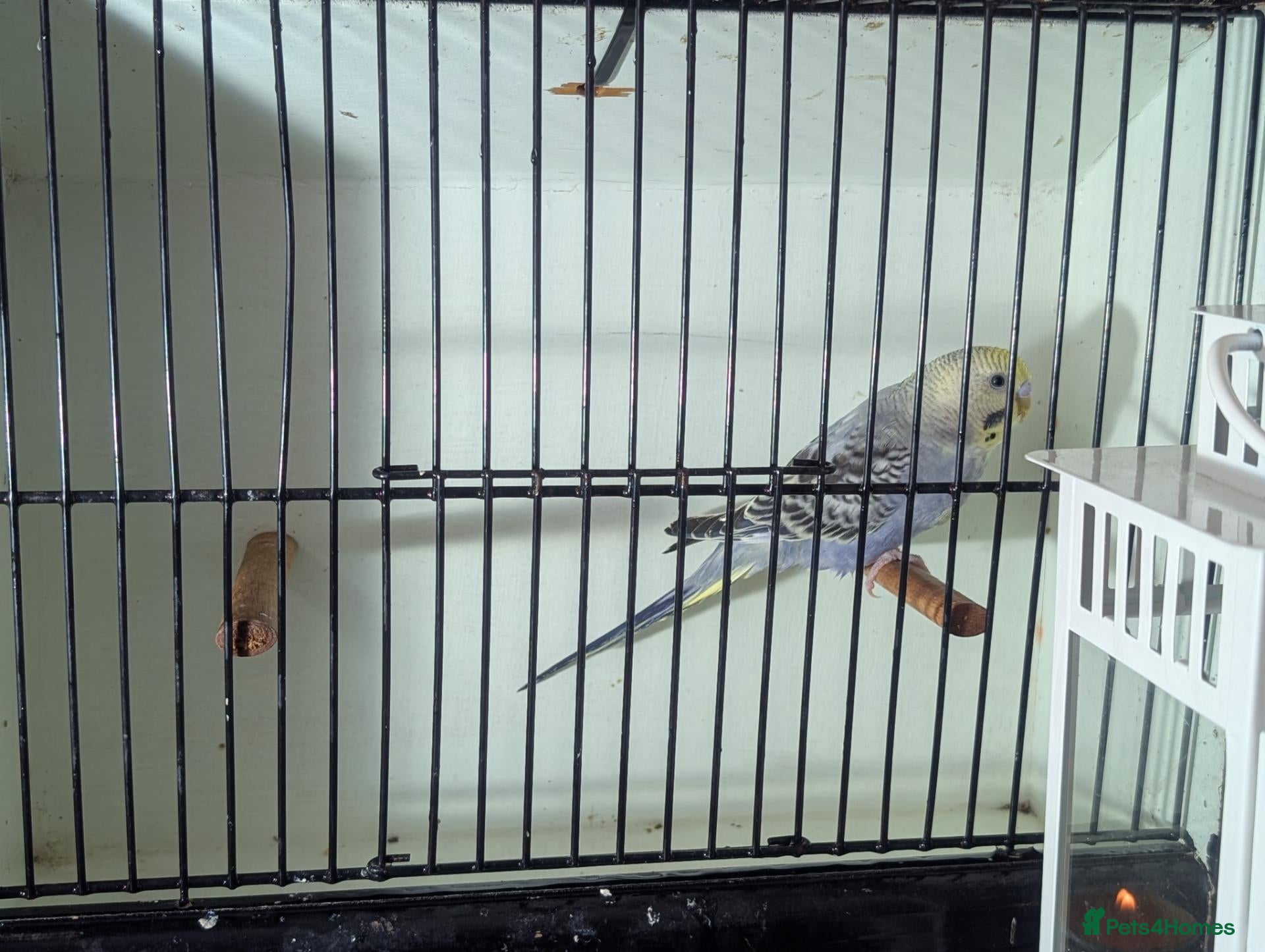 Budgerigars birds Bulk Lot Budgies - Advert 1