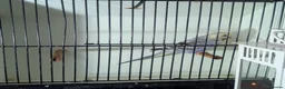Budgerigars birds for sale: Male Budgie with Cage - Advert 1